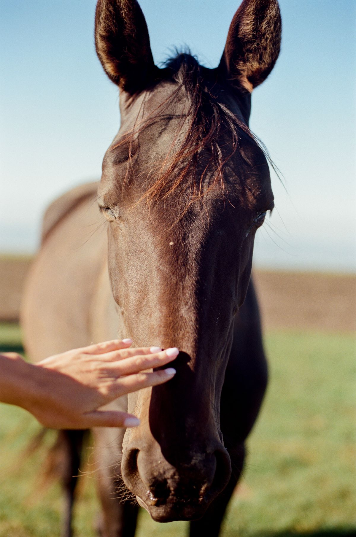 Hand rust zacht op de neus van een donkerbruin paard
