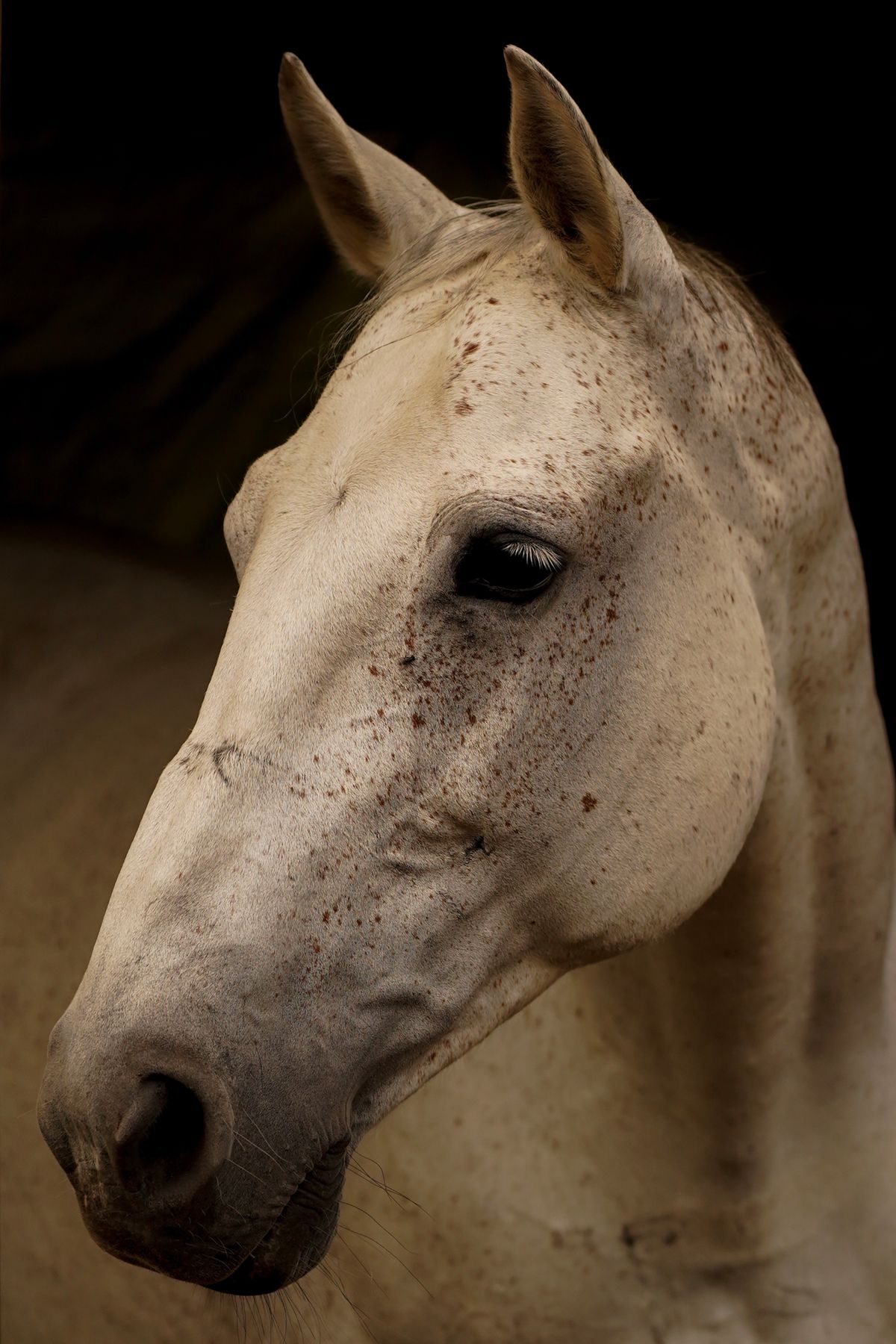 Portret van een wit paard tegen een donkere achtergrond